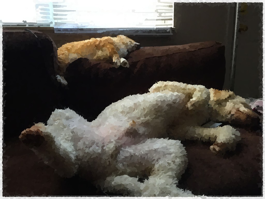 Two dogs sleeping in the sun.